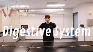 Anatomy of the Digestive System [upl. by Brendan498]