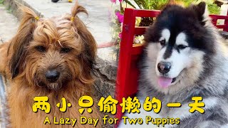 大王来福偷懒的一天 A Lazy Day for Two Puppies【阿盆姐家的大王】 [upl. by Pul]