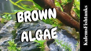 How To Destroy Brown Algae Diatoms  Beginners guide to Planted Aquariums EP 5 [upl. by Stanzel463]