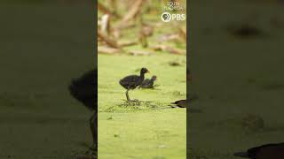 Airboat Tour of the Florida Everglades relaxingvideo [upl. by Alfonse912]