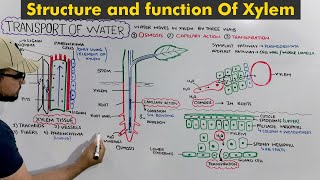 Transport in Plants Xylem amp Phloem [upl. by Horick223]