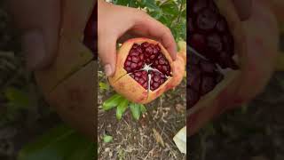 Pomegranate cuttingwait for end shortgarden fruit anar pomegranate [upl. by Xeno]