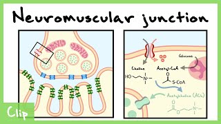 Neuromuscular Junction Synapse Explained nicotinic Acetylcholine Receptors  Clip [upl. by Ennayehc131]