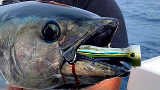 BLUFIN TUNA COME UP FROM THE DEEP TO SMASH POPPERS [upl. by Nuy]