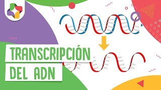 Transcripción del ADN  Educatina [upl. by Crudden137]