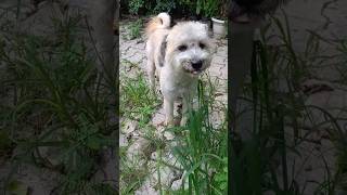 dog sound  dog voice  dog barking  dog barking sound  kutta wala video  kutta wala shorts [upl. by Ahsoym]