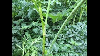 Identifying Hemlock Poison Hemlock Poison Parsley Conium maculatum [upl. by Ayoj]