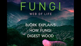 Fungi Web of Life  Björk explains how fungi decompose wood [upl. by Kcirdla]