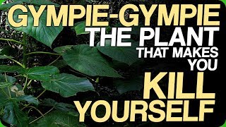 GympieGympie  The Plant That Makes You Kill Yourself Our Most Painful Experiences [upl. by Chelsey]