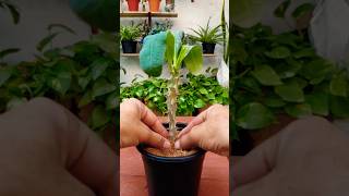 Euphorbia propagation shorts propagation [upl. by Dirtsa]