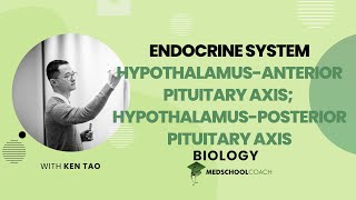 HypothalamusAnterior Pituitary Axis amp Hypothalamus [upl. by Irisa]