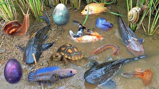 Colorful surprise eggs lobster snake cichlid betta fish turtle butterfly fish goby fish [upl. by Amanda]