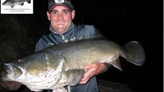 Phronetic Fishing Cold Snap two metre plus murrumbidgee Murray Cod 105cm amp 102cm off the surface [upl. by Pirozzo63]