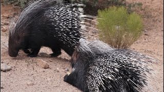 Amazing Facts About Porcupines [upl. by Yedok]