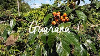 Selected Organic Guarana from Brazil English [upl. by Uta]