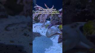 This epaulette shark is strutting her stuff at the Living Coast shark sharkweek sharks [upl. by Ploch]