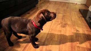 Labrador Puppy Training 10 Weeks Old Ben The Chocolate Labrador [upl. by Ninette]