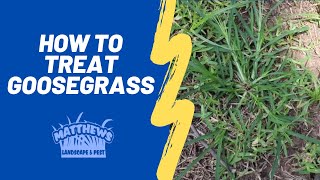 How to Treat Goosegrass [upl. by Atwekk]