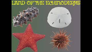 Land Of The Echinoderms [upl. by Frey]