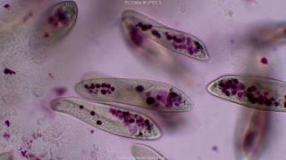 Paramecium tutorial HD [upl. by Ymrots]