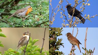 VOGELGELUIDEN HERKENNEN een Oefenvideo [upl. by Magbie]