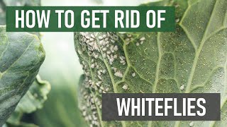 How to Get Rid of Whiteflies 4 Easy Steps [upl. by Moskow818]