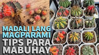 Magparami Tayo Ng Mga Cute At Makukulay Na Gymno Cactus At Siguraduhing Mabubuhay Sila [upl. by Naujad]