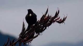 Relaxing 2 hours  of Beautiful Birdsong of New Zealand [upl. by Krueger562]