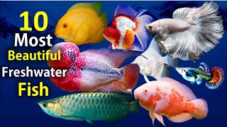 10 Most Beautiful Freshwater Fish for Aquarium [upl. by Pate]