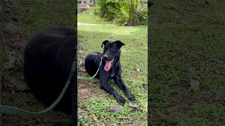 Labrador Retriever Mix Dog For Adoption  2 Years Louis from Petaling Jaya Selangor [upl. by Onitsuj]