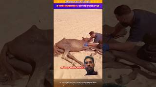 आदमी ने अपनी इंसानियत से मासूम घोड़े की बचाई जान 🥹🙏 animal animals animallover horse [upl. by Widera]