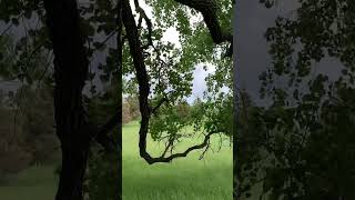 Wind Blowing through The Cottonwoods at Ingalls Family Homestead [upl. by Moskow]