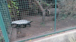 Extreme locomotory stereotypic behaviour in captive honey badgers Mellivora capensis [upl. by Patnode985]