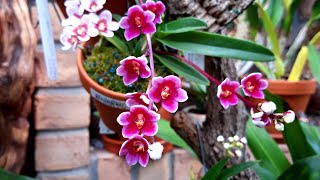 Орхидейный вирус мимишный Саркохилус 😃 Орхидеи Sarcochilus [upl. by Marcellina]