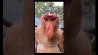 The proboscis monkey [upl. by Ellenoj]