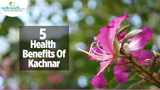 5 Benefits Of Kachnar Shorts [upl. by Flori173]