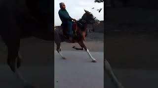 best speed pacer mare balochihorses sindhihorses pacer pakistan [upl. by Sheffie]