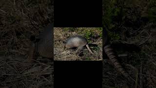 NineBanded Armadillo and Timber Rattlesnake [upl. by Annaeed]