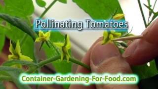 Pollinating Tomatoes hydroponic [upl. by Ennaegroeg]