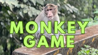 Monkey Game naturalpark animals wildlife video sancharam monkey safari [upl. by Adyl]