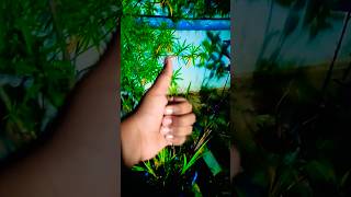 Gladiolus bulb plant update video ll youtubeshorts [upl. by Biancha]