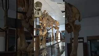 Thrissur zoo museum [upl. by Ellen]