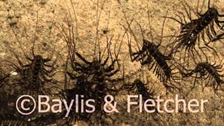 Giant Cave centipedes Malaysia 20120510121619m2ts [upl. by Anrahs]