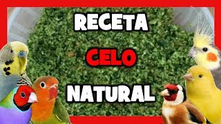 RECETA para CELO NATURAL 🐤 TRUCOS para AUMENTAR EL CELO y CRIAR CANARIOS  Remedios naturales [upl. by Ellezig]