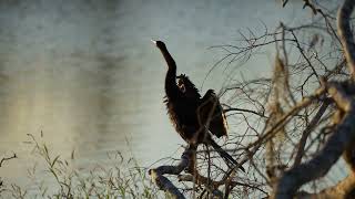 Anhinga Drying His Wings [upl. by Anilocin]