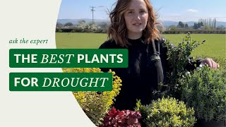 Hannahs favourite drought tolerant plants 🌾 [upl. by Worthington]