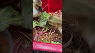 Little lion headed goose and feeding Part570 Goose Nature duck chicken [upl. by Eiramnwad637]