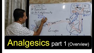 Analgesics  1  Pain Pathway and How Analgesics Work Dr Tareq [upl. by Aneryc]