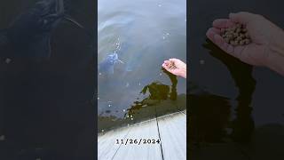 Hand feeding the catfish in Lake Conroe first try catfishfishing fishing lakeconroe [upl. by Hanley341]