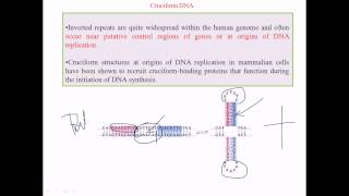 Cruciform DNA [upl. by Ebbie]